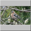 Fringilla coelebs - Buchfink m03.jpg